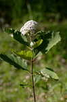 White milkweed